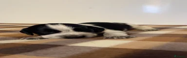 Cocker Spaniel 1