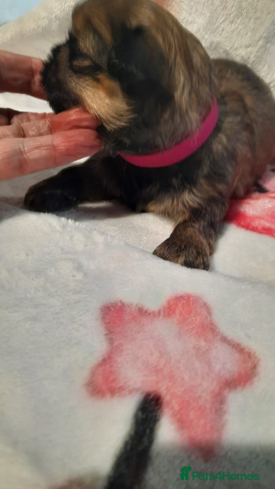 Shih Tzu dogs for sale: KC Registered Imp Shihtzu pups - Image 25