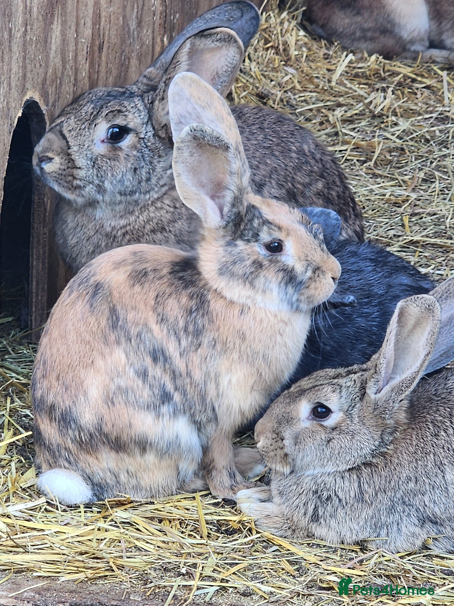 Continental Giant rabbits 2 Baby Continental Rabbits Available - Advert 15