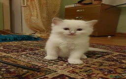 Ragdoll cats for sale: Adorable ragdoll kittens - Image 15