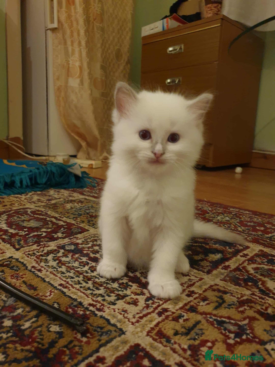 Ragdoll cats for sale: Adorable ragdoll kittens - Image 15