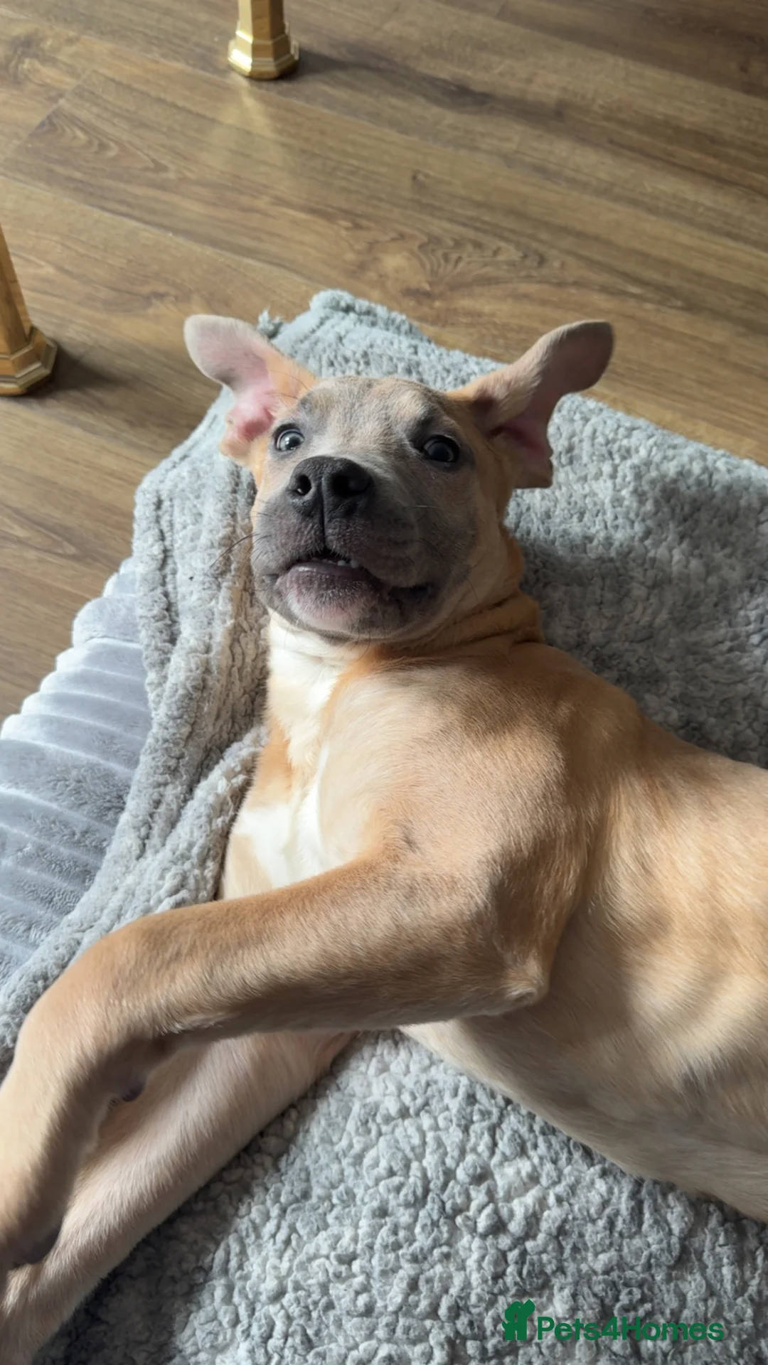 Mixed Breed dogs for sale: German shepherd cross American bulldog for sale  - Advert 1