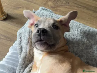 Mixed Breed dogs German shepherd cross American bulldog for sale - Advert 1