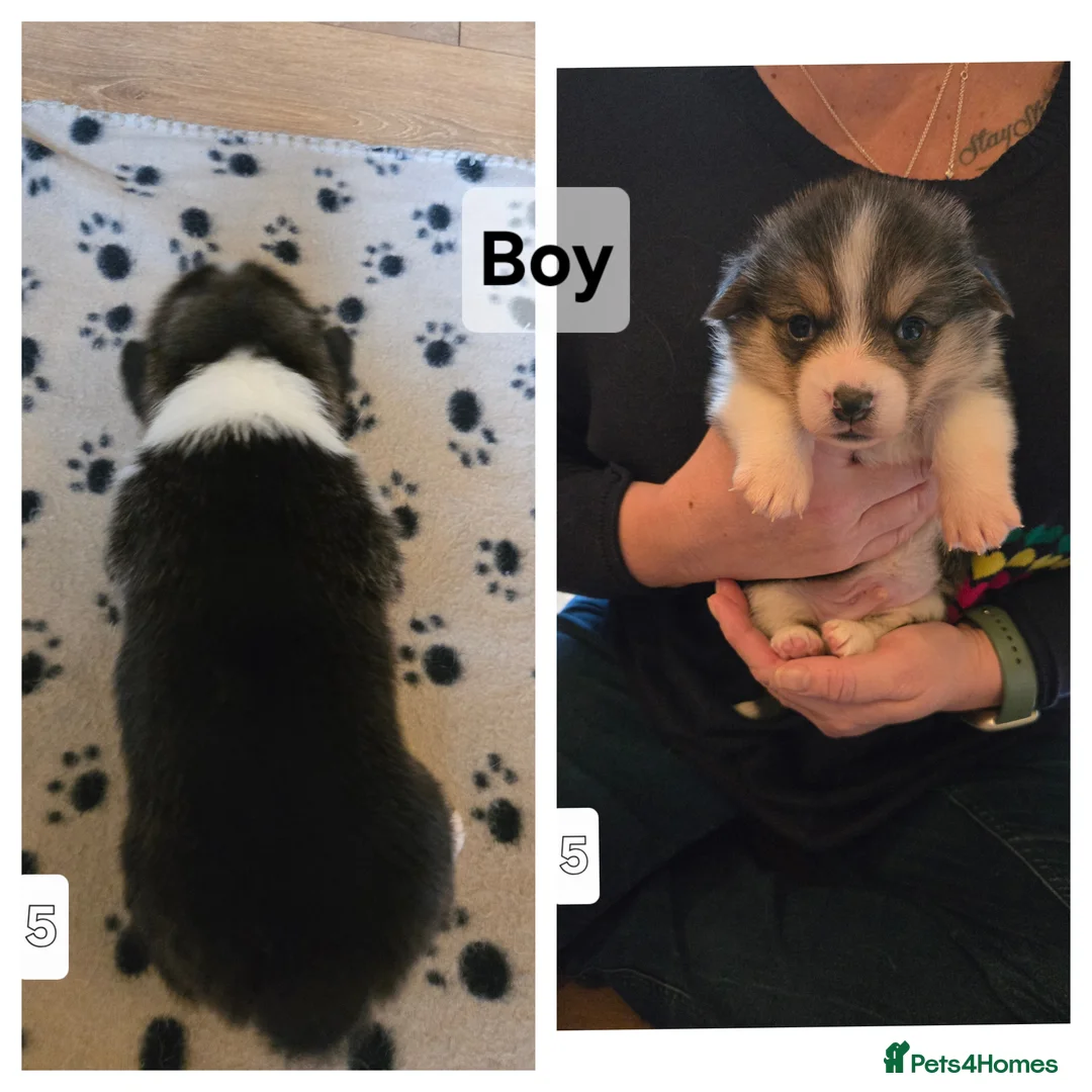 Welsh Corgi Pembroke dogs for sale: Welsh Pembrokeshire Corgis 2 x Boys & 4 x Girls - Advert 5