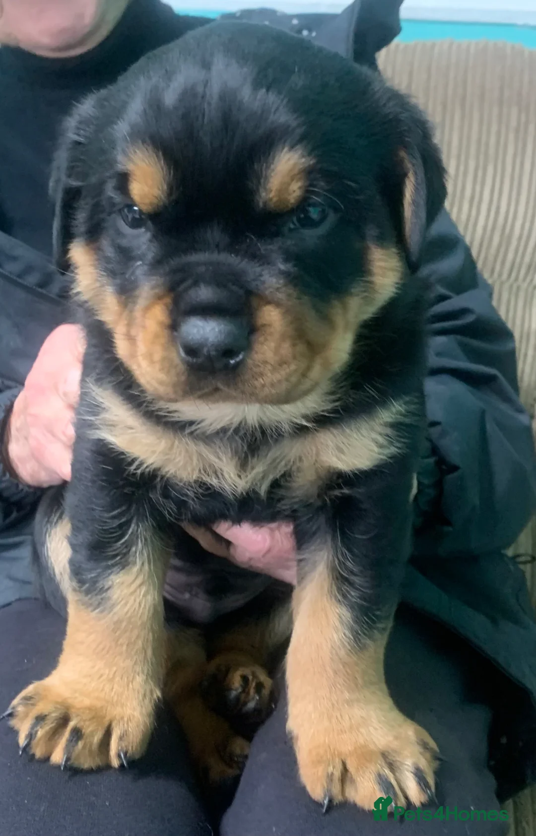 Rottweiler dogs for sale: rottweiler pups in Barnoldswick - Advert 2