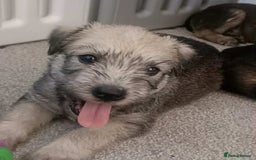 Soft Coated Wheaten Terrier dogs for sale: Soft coated wheaten terrier puppies  - Image 5