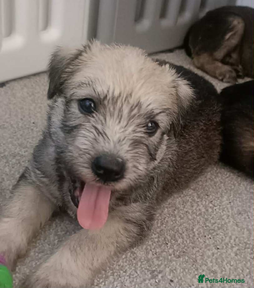 Soft Coated Wheaten Terrier dogs for sale: Soft coated wheaten terrier puppies  - Image 5