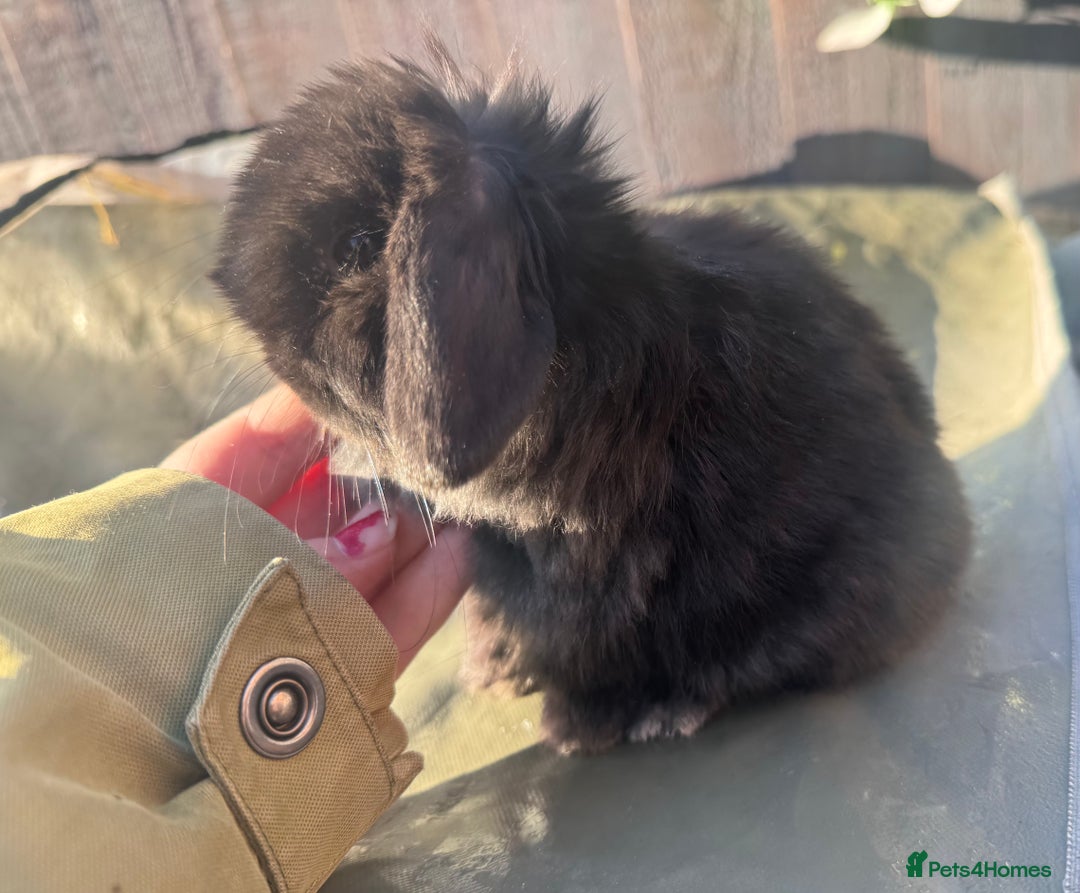 Mini Lop rabbits for sale: gorgeous mini lop babies  - Advert 8