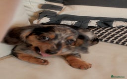 Miniature Dachshund dogs for sale: Long-Haired Dapple Mini Dachshund Puppy (RE-HOME) - Image 4