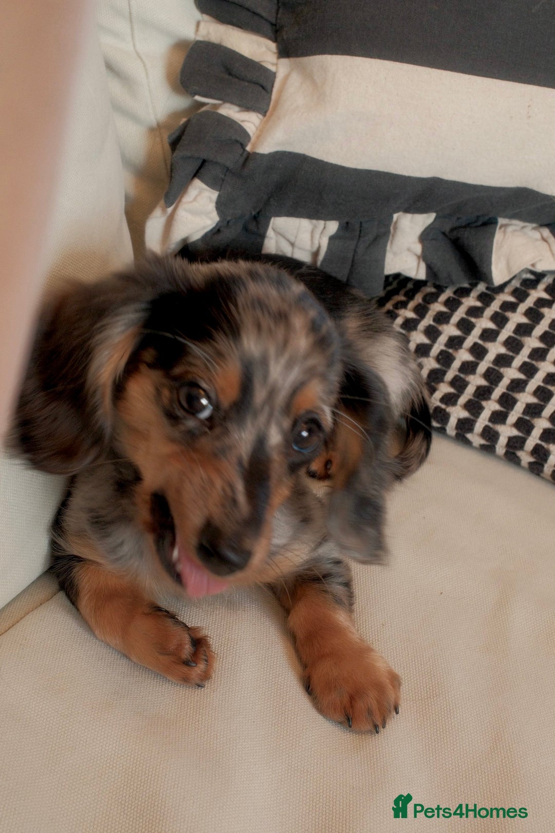 Miniature Dachshund dogs for sale: Long-Haired Dapple Mini Dachshund Puppy (RE-HOME) - Image 4