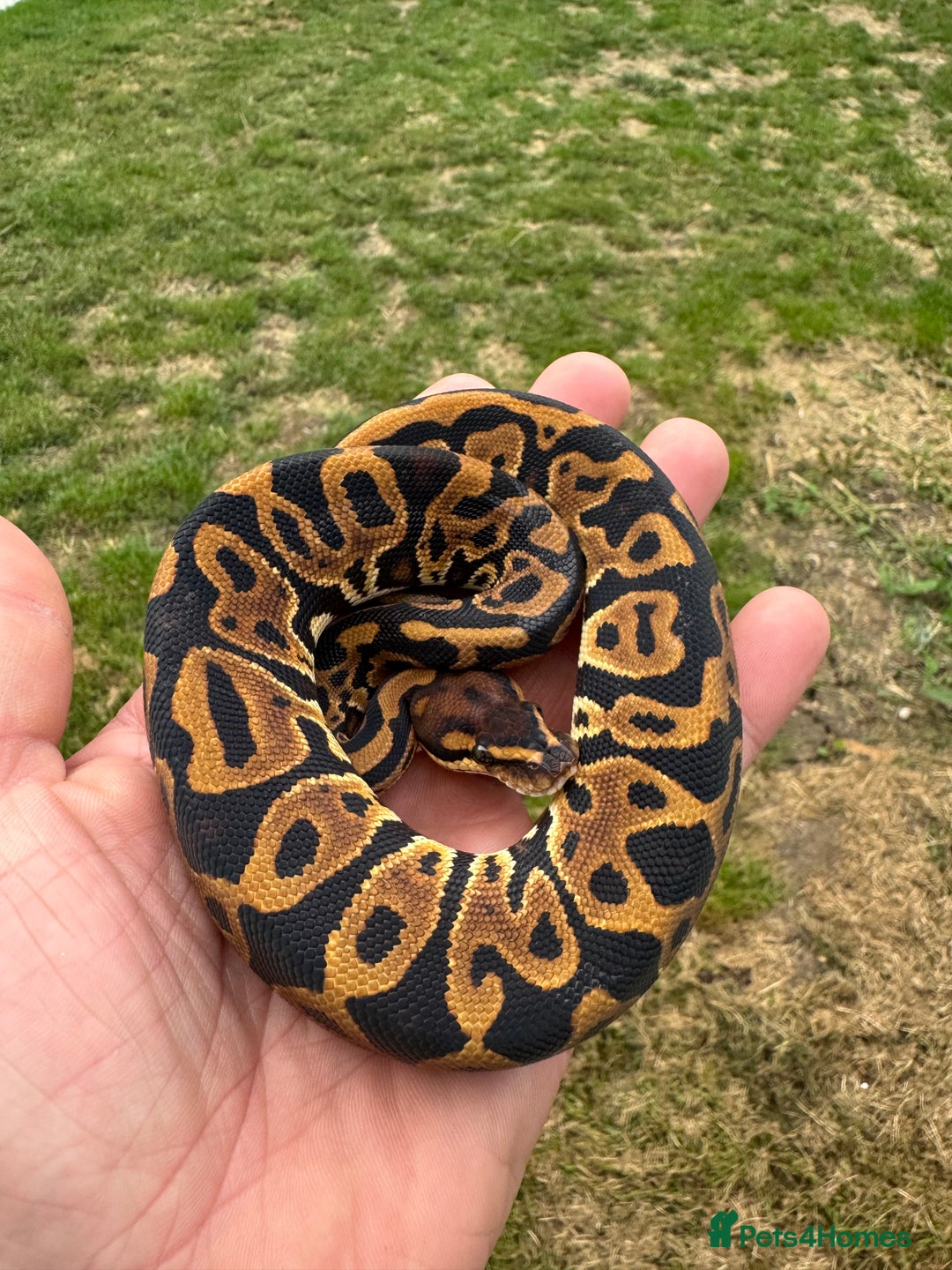 Python Snake reptiles for sale: Royal python hatchlings for sale  - Image 9