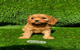 Cavapoo dogs for sale: Ready soon, TOY F1 RED CAVAPOOS DNA CLEAR - Image 17