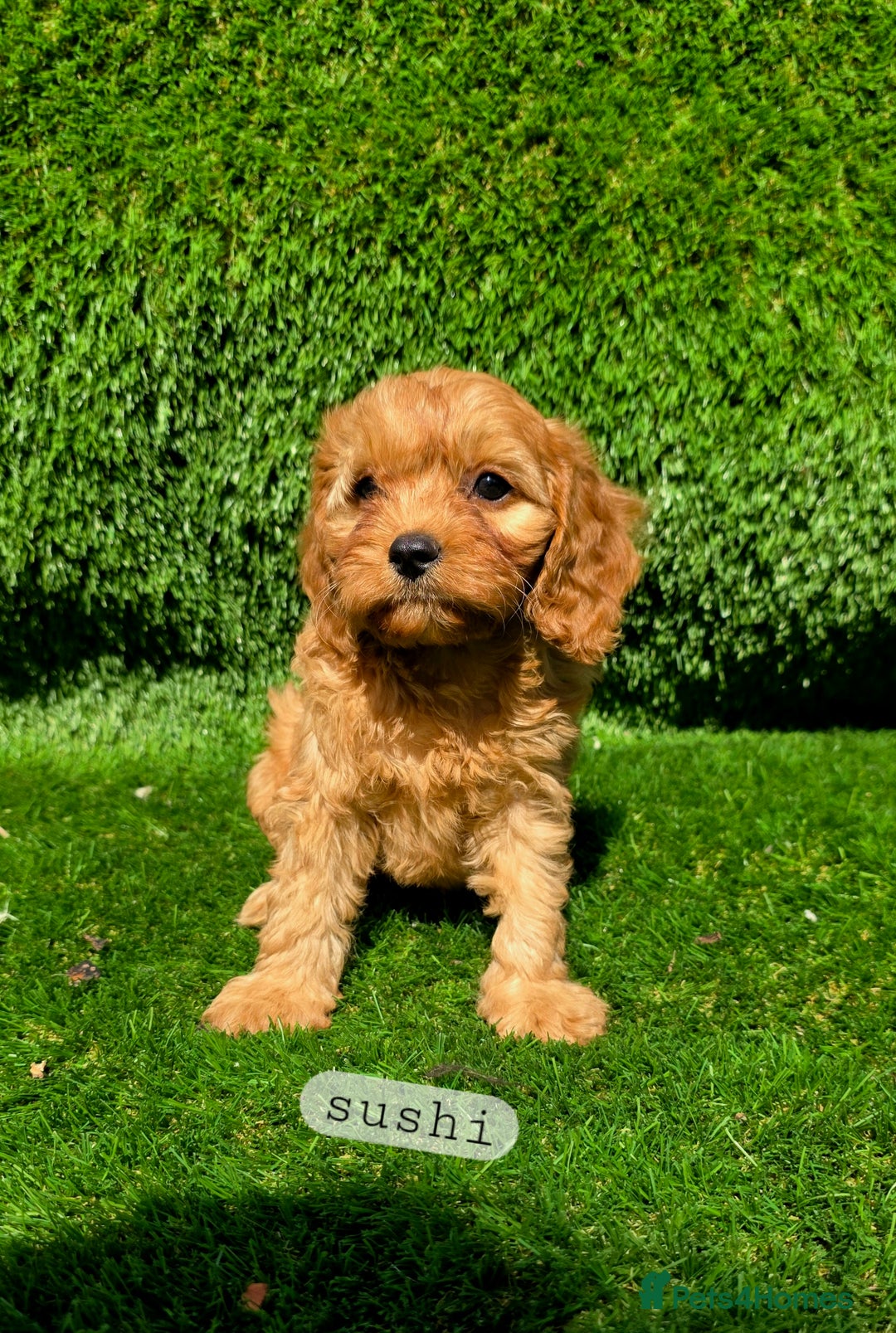Cavapoo dogs for sale: Ready soon, TOY F1 RED CAVAPOOS DNA CLEAR - Image 17