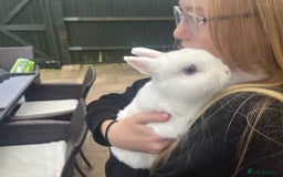 Netherland Dwarf rabbits for sale: Adult bunnies for sale - Image 3