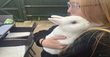 Netherland Dwarf rabbits - Advert 1