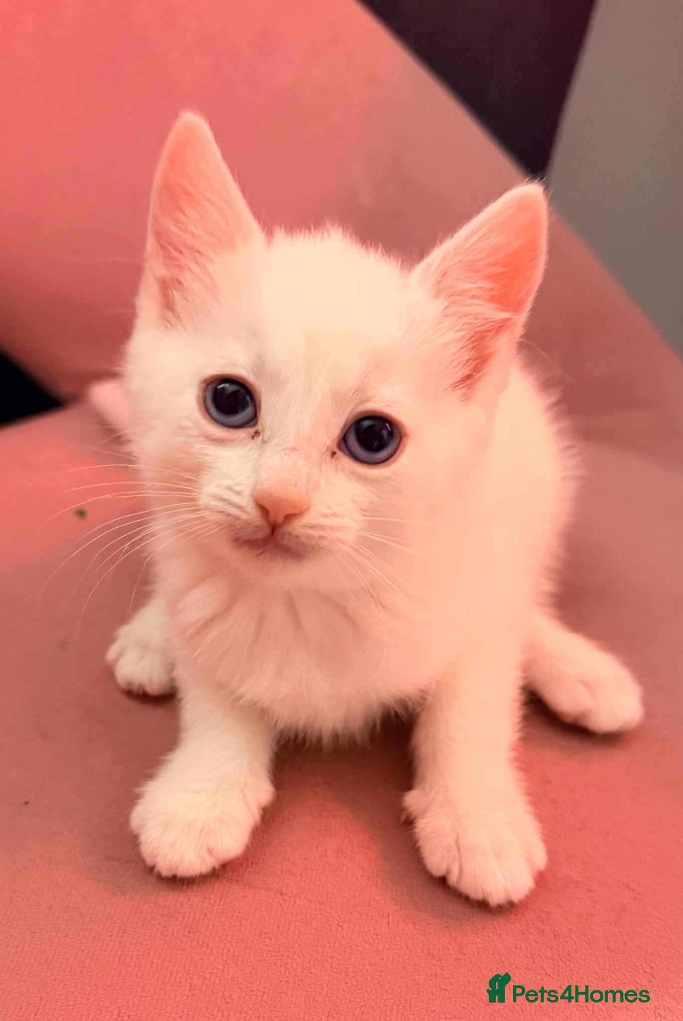 Mixed Breed cats Beautiful kittens ready now  - Advert 17