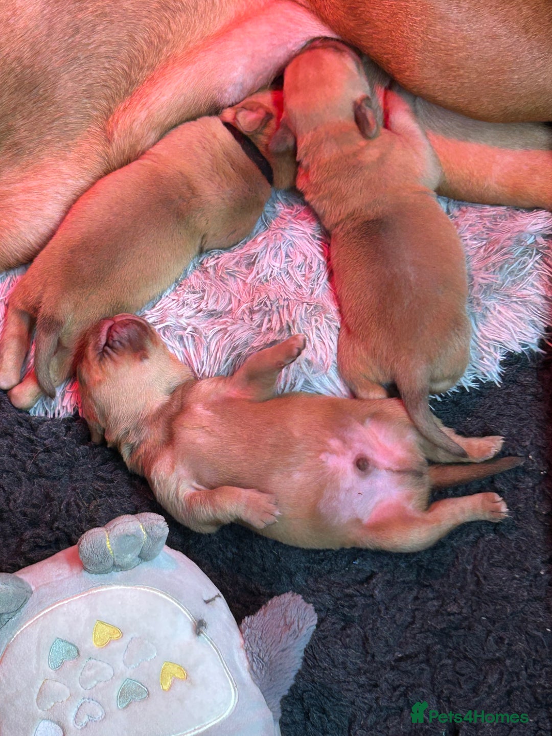 Dogue De Bordeaux dogs for sale: Dogue De Bordauex Puppies for sale - Image 16