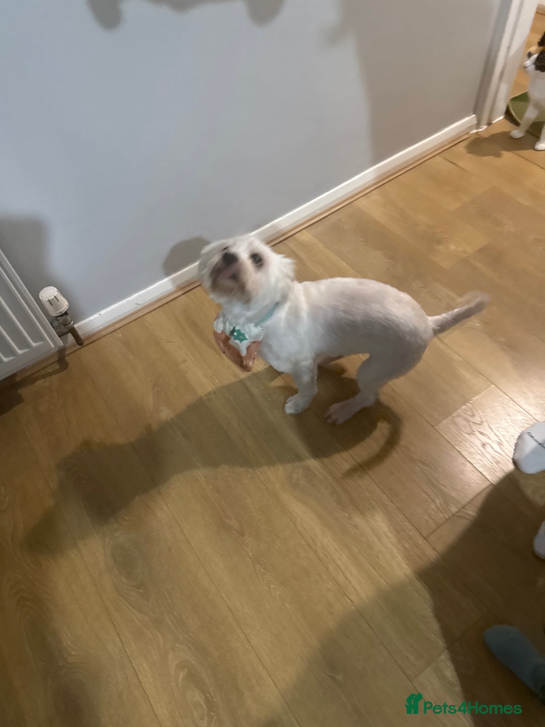 Bichon Frise dogs for stud: Jackson  - Advert 1