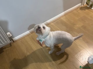 Bichon Frise dogs Jackson - Advert 3