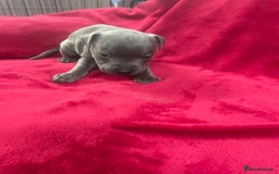 Staffordshire Bull Terrier dogs for sale: Stunning blue Staffordshire bull terrier puppies - Advert 4