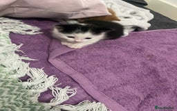 Maine Coon cats for sale: Beautiful Maine coon x kittens  - Image 9