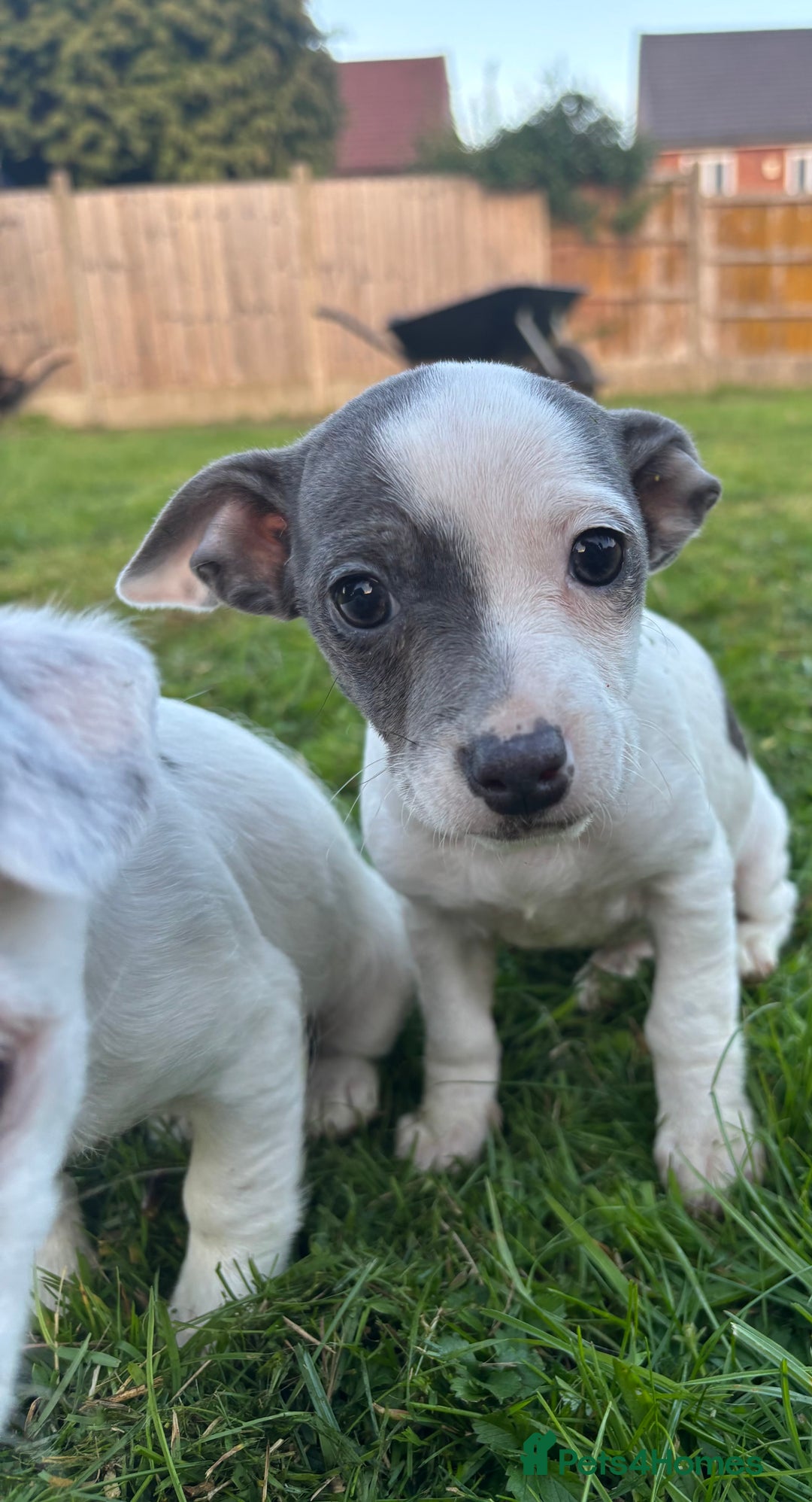 Jack Russell dogs for sale: Miniature Jack Russell’s  - Image 7