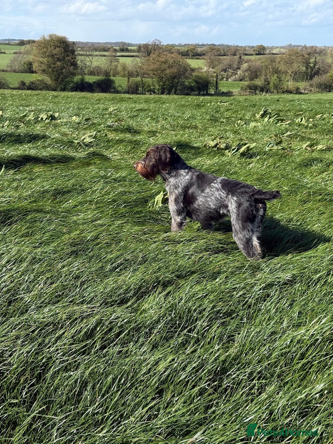 German Wirehaired Pointer dogs Enzo 18Month Part Trained– German VDD Line  - Advert 9