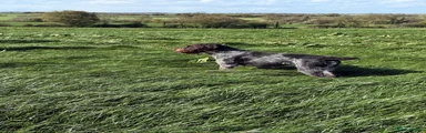 German Wirehaired Pointer 1