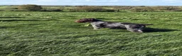 German Wirehaired Pointer dogs for sale: Enzo 18Month Part Trained– German VDD Line  - Advert 1