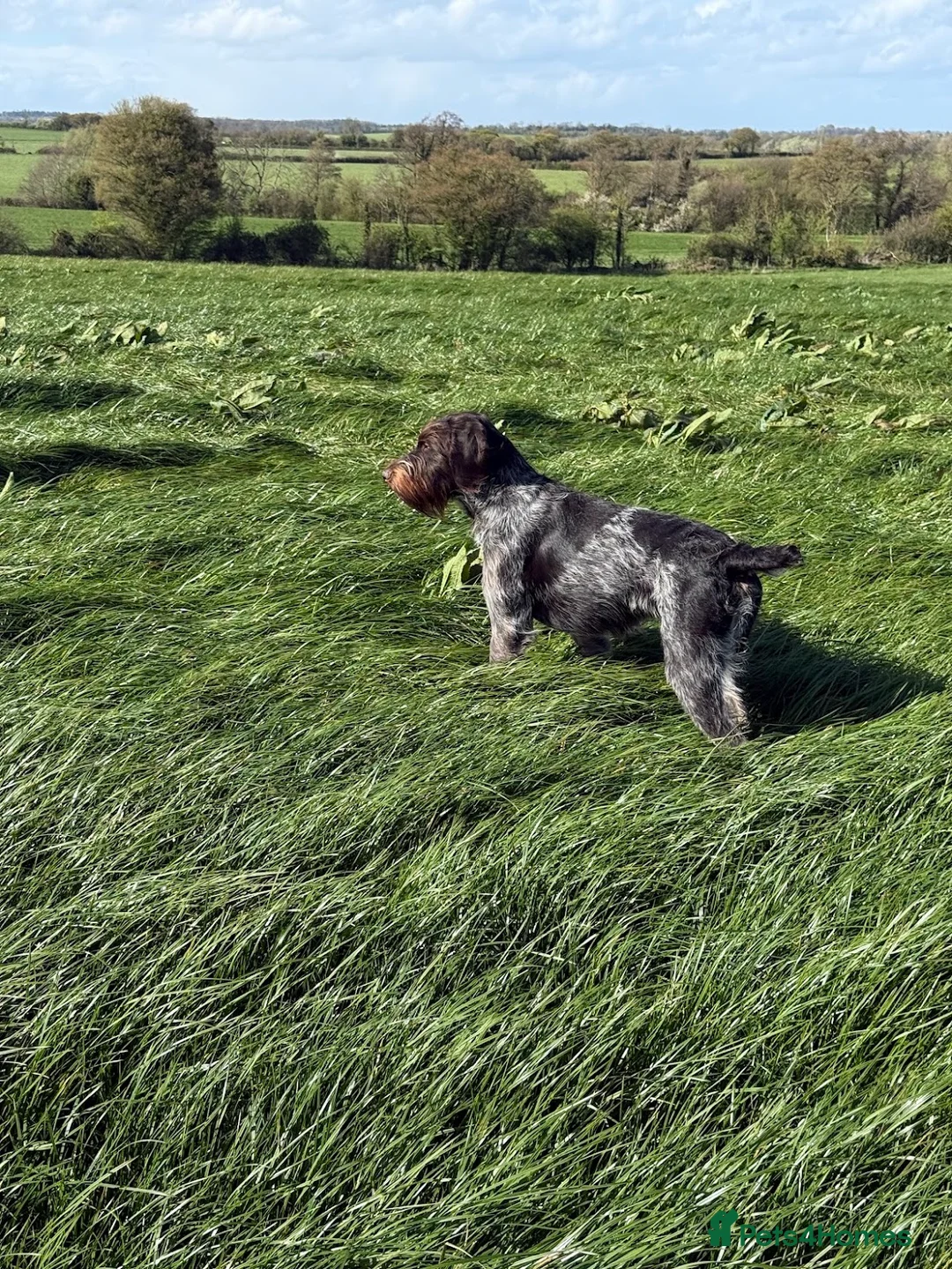 German Wirehaired Pointer dogs for sale: Enzo 18Month Part Trained– German VDD Line  - Advert 1