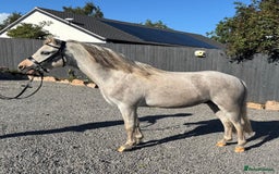 Welsh Section A horses for sale: Welsh section A Gelding - Image 5