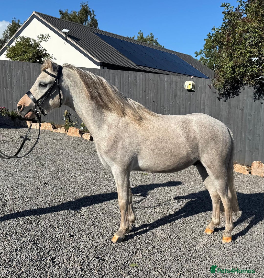 Welsh Section A horses for sale: Welsh section A Gelding - Image 5