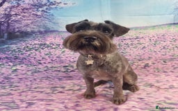 Miniature Schnauzer dogs for sale: KC miniature schnauzer puppies  - Image 19