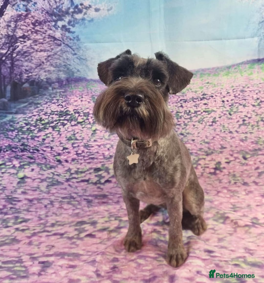 Miniature Schnauzer dogs for sale: KC miniature schnauzer puppies  - Image 19