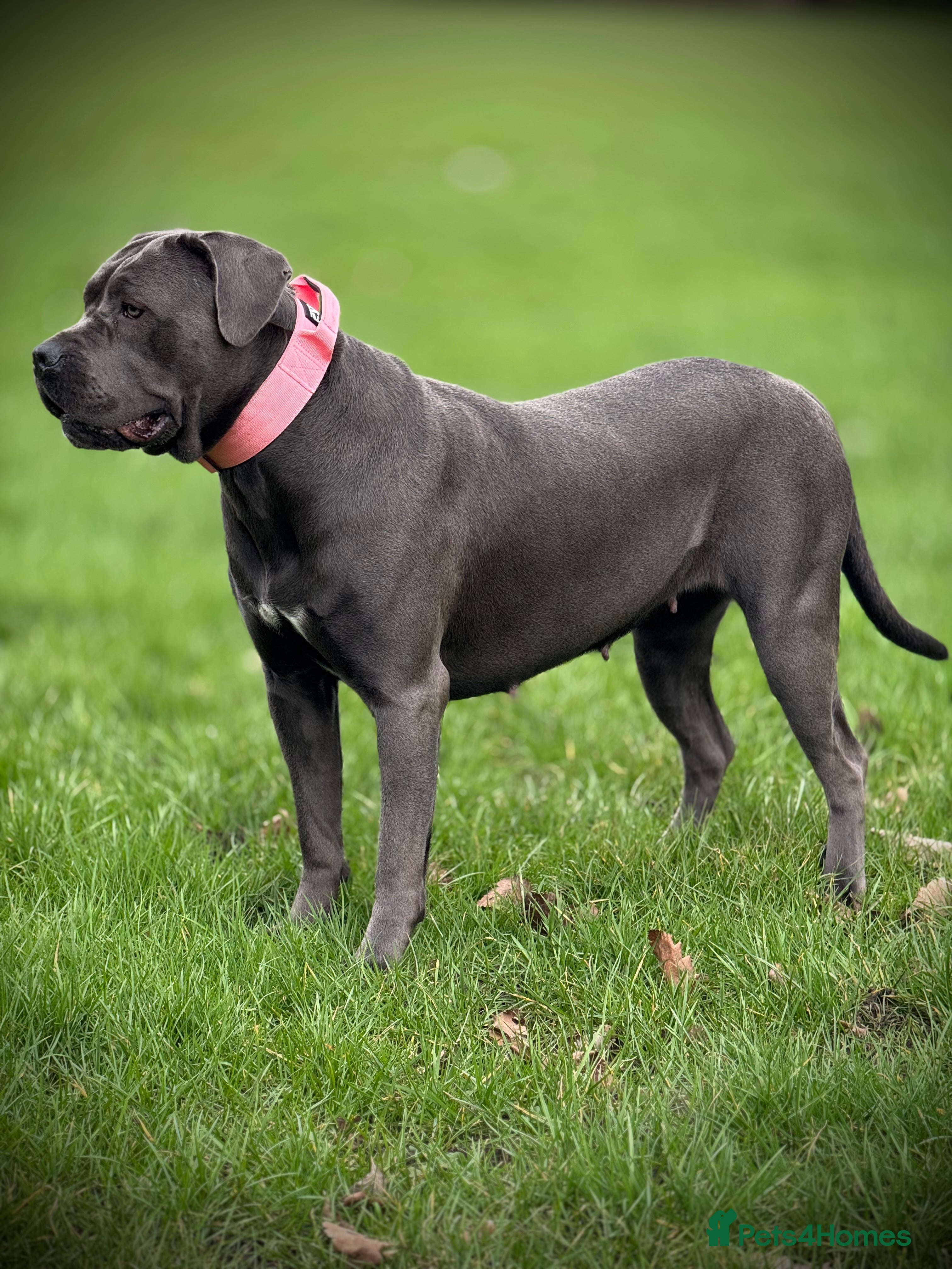 Cane Corso dogs 🐾 PATO SQUAD KENNEL FCI — Cane Corso Italiano in Wolverhampton - Advert 1
