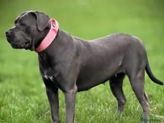 Cane Corso dogs 🐾 PATO SQUAD KENNEL FCI — Cane Corso Italiano in Wolverhampton - Advert 1