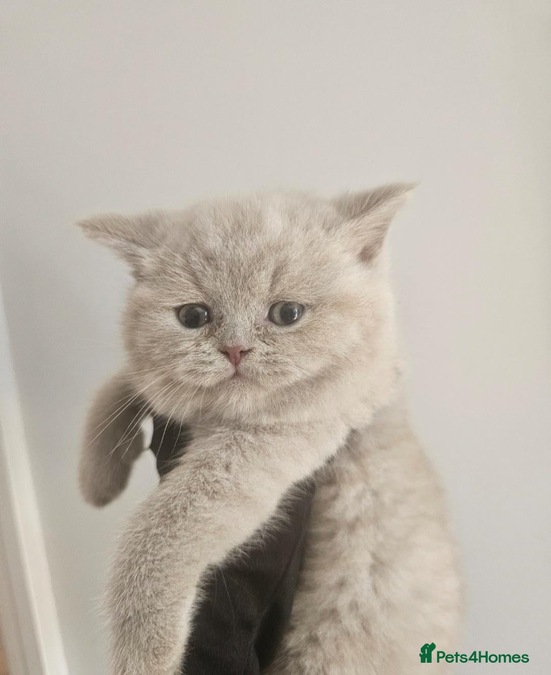 British Shorthair cats Ready to leave Chuncky breed GCCF Lilac BH - Advert 1