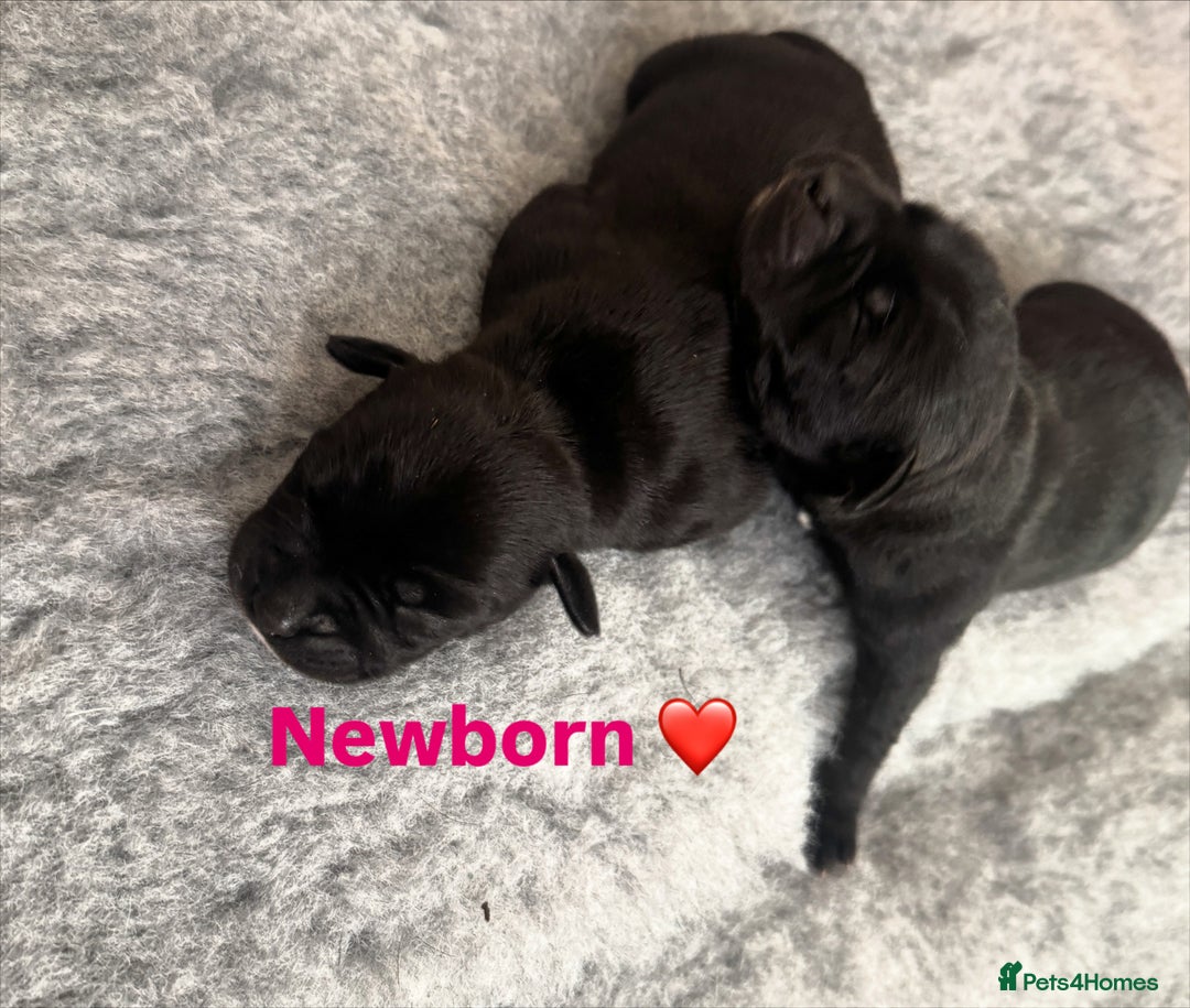 Mixed Breed dogs for sale: Staffbulterier  - Advert 2