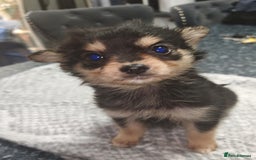 Pomchi dogs for sale: Six stunning pomchi puppies  - Image 2