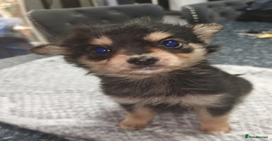 Pomchi dogs - Advert 12