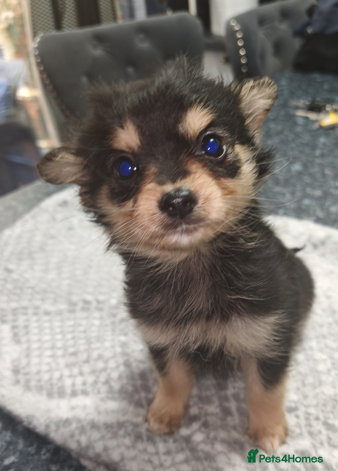 Pomchi dogs for sale: Six stunning pomchi puppies  - Image 2