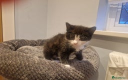 Mixed Breed cats for sale: **2 kittens left*** Beautiful litter - Image 2