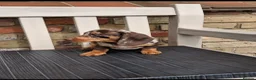 Miniature Dachshund dogs for sale: Miniature dachshunds - Advert 10