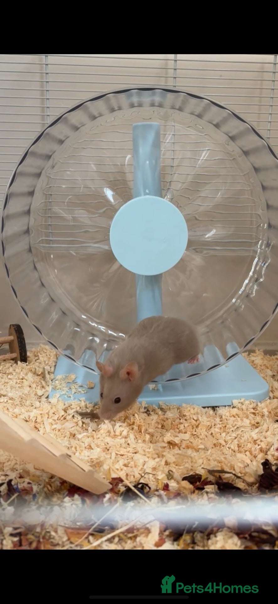 Hamster rodents for sale: Syrian hamster, Full cage, bedding, food,wheel inc - Advert 1