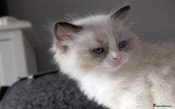 Ragdoll cats for sale: Two beautiful female ragdoll kittens - Image 4