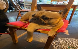French Bulldog dogs for sale: 6 French bulldog pups  - Image 7