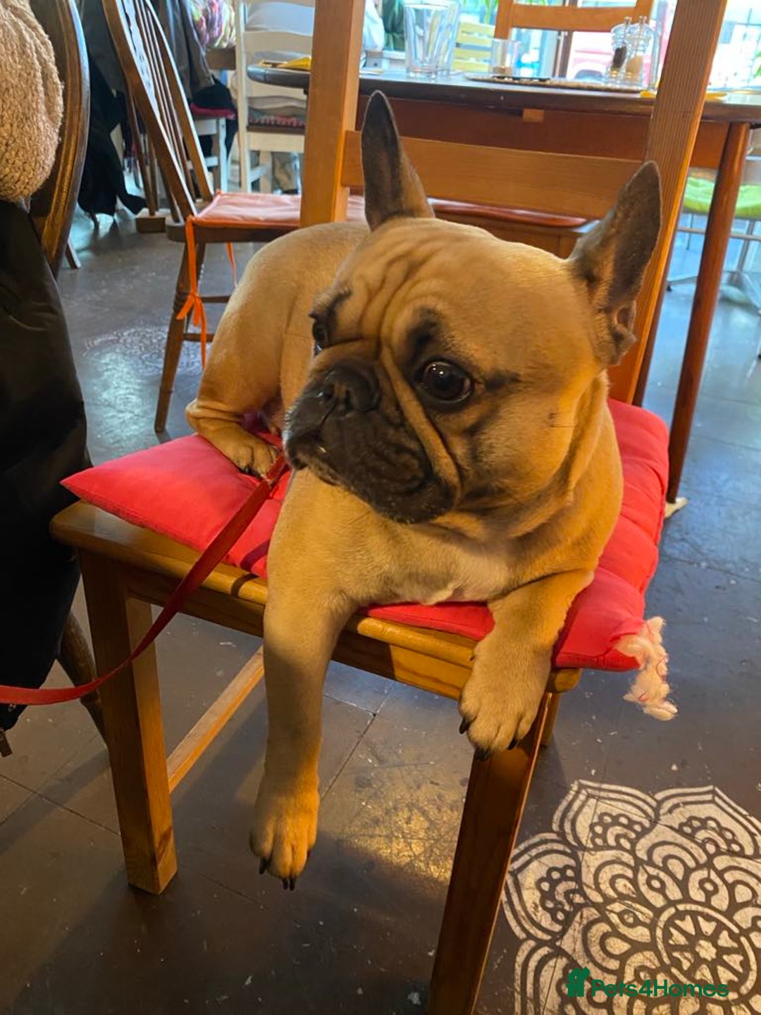 French Bulldog dogs for sale: 6 French bulldog pups  - Image 7
