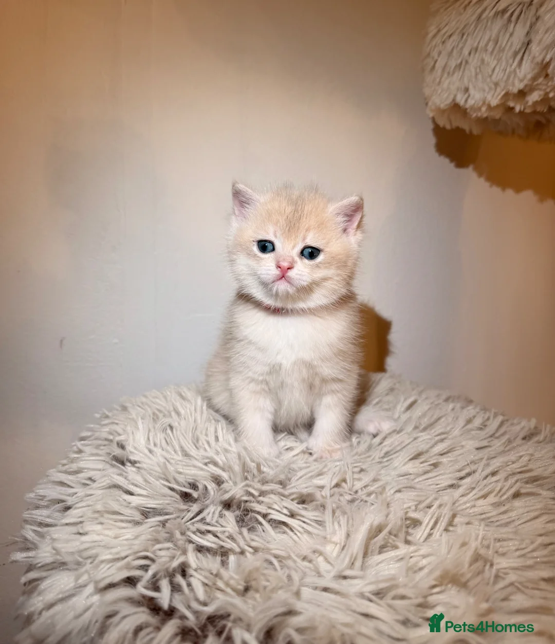 British Shorthair cats for sale: Golden, BlueGolden Chinchilla, Colourpoint kittens - Advert 1
