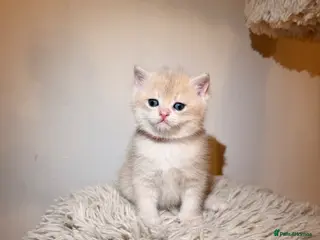 British Shorthair cats Golden, BlueGolden Chinchilla, Colourpoint kittens - Advert 2