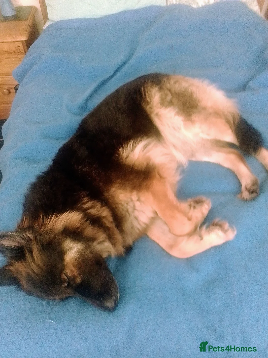 German Shepherd dogs for stud: Hi looking for stud for my female dog  in Bridport - Advert 2